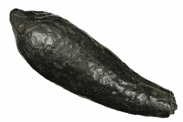 Fossil Sperm Whale (Scaldicetus) Tooth - South Carolina #176118